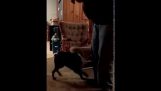 Harmonica + Boston terrier = saf eğlence