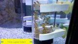 Watch Cichlid Babies Grow Before Your Eyes