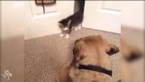 Små kattungar börjar Sh * t med stora hundar