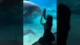 Dolphins amused by bionic arm