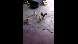 Chicken Vs. Baby Chick