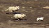 Pack of wolves chasing a hare
