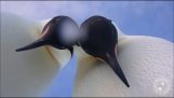 Pingüinos identifican una cámara GoPro