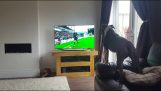Ένας σκύλος ψάχνει τη μπάλα στην τηλεόραση