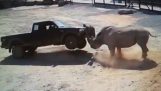 När noshörningar attack