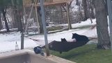 Bears try a hammock