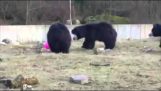 Ведмеді і повітряна куля