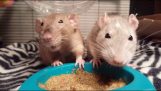 Deux rats se disputent la nourriture