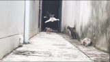 Γάτα νίντζα αποφεύγει εντυπωσιακά τους αντιπάλους της