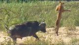 Buffalo lance un jeune lion dans l'air