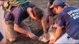 Βιολόγοι αφαιρούν ένα πλαστικό πιρούνι από τη μύτη μιας θαλάσσιας χελώνας