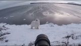 Белый медведь приближается к фотографу