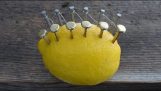 Erstellen von Feuer mit einer Zitrone