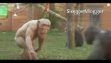 tüysüz Şempanzeler