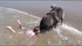 Dog trying to protect a small girl from the waves