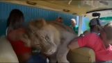 Λιοντάρι πηδά μέσα σε αυτοκίνητο με τουρίστες (Κριμέα)