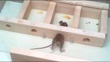 Σε πόσο μικρή τρύπα μπορεί να χωρέσει ένα ποντίκι;