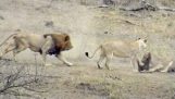Lionesses catch a wild boar, but the male lion spoils the meal