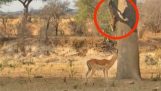 Leopard hidden in tree, jumping and catching an antelope