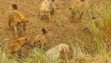 von Hyänen Umgeben, ein Löwe fordert Hilfe