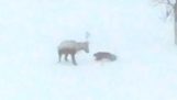 Un wolverine ataca un ren (Norvegia)