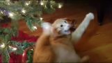 Γάτα επιτίθεται σε χριστουγεννιάτικο δέντρο
