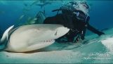 Shark se bucură de mângâierile un scafandru