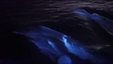 Dolphins swim in bioluminescence