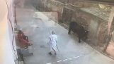 Γιατι δεν πρέπει να χτυπάς ένα ταύρο