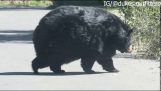Un urs foarte gras traversează strada