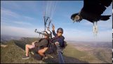Um abutre pousa no bastão de selfie de um paraquedista