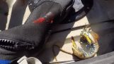 Μια γαρίδα μάντης τραυματίζει ένα ψαρά