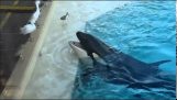 Orca whale använder bete för att fånga en fågel