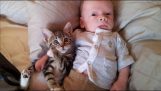 Sammanställning av katt och barn