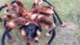 Spider-dog really exists!