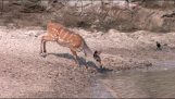 Lucky bushbuck narrowly escapes jaws of a crocodile