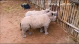 Tri mladé nosorožce plakať pre ich mlieko