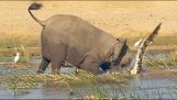 Ελέφαντας σκοτώνει έναν κροκόδειλο