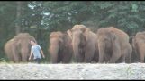 Elephants see their loved one