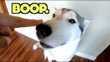 Booping the dog
