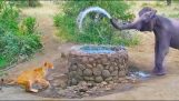 Słoń rzuca wodę na lwa