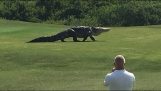 Riesige Alligator erscheint am Golfplatz