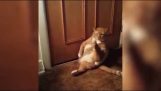 Όταν μια υπέρβαρη γάτα έχει φαγούρα
