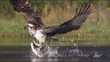 Águia-pescadora apanhar um peixe em câmera lenta