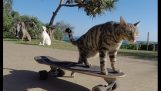 Mačka koji čini skejtbord