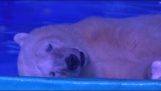 A jegesmedve fogságban néhány selfies