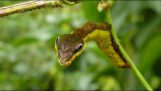 Uma lagarta imita uma cobra para assustar seus inimigos