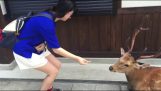 Um cervo gentil no Japão