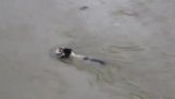 Perro salva cachorros después de inundación
