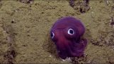 Ερευνητικό υποβρύχιο συναντά το πιο αστείο καλαμάρι